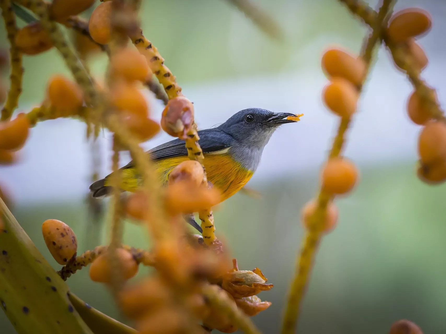 bird on tree